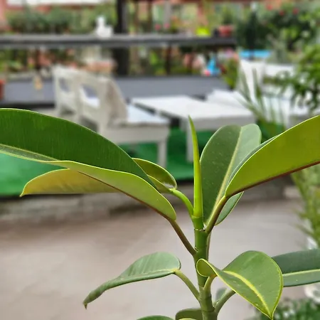 Petrovi Gæstehus Ravda